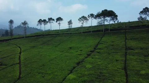 Tea Plantations Stock Footage 258828270