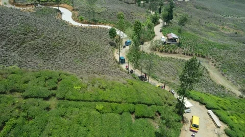 Tea Plantations Stock Footage 258899798