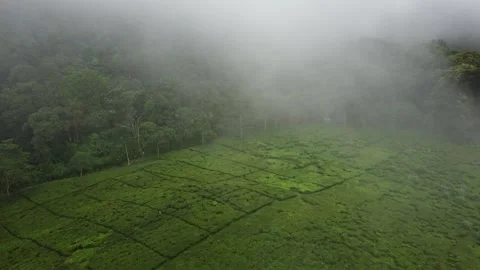Tea Plantations Stock Footage 268646697