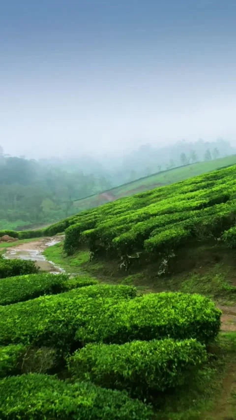 Tea plantations in the hills of Munnar (Vertical) Video stock 288797716