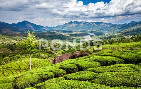 Tea plantations in india Stock Photos
