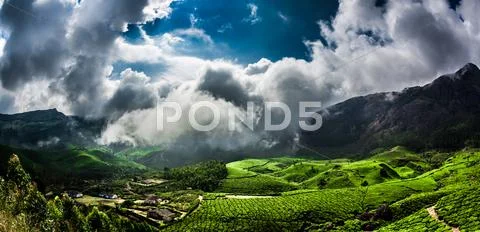 Tea plantations in india Stock Photos