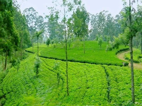 Tea plantations landscape panning view. Sri Lanka traditional agriculture Stock-Footage 73348304