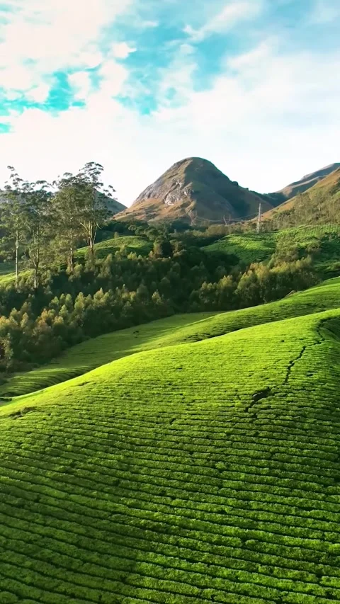 Tea Plantations of Munnar (Green landscape) Video stock 288797151