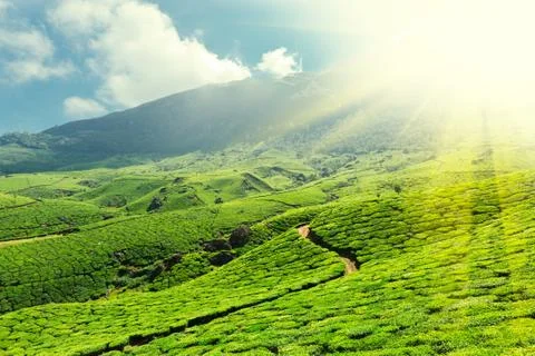 Tea plantations. Munnar, Kerala, India Stock Photos