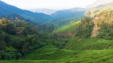 Tea plantations of Munnar Stock Photos