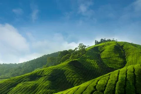 Tea plantations Stock Photos