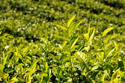 Tea plantations Stock-Fotos