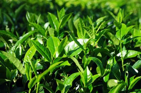 Tea plantations Stock Photos