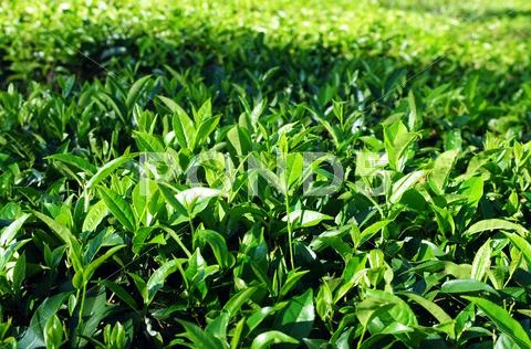 Tea plantations Stock Photos