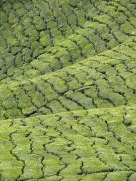 Tea plantations Фото