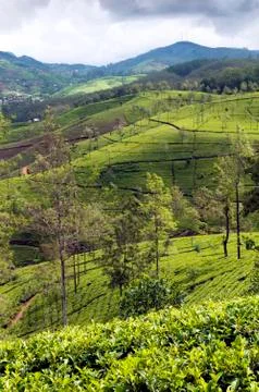 Tea plantations Stock Photos