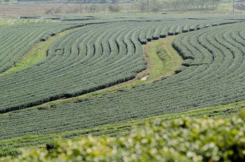 Tea Plantations Stockfoto's