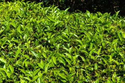 Tea plantations Stock Photos
