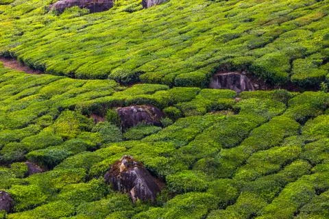 Tea plantations Stock Photos