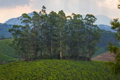Tea plantations Foto stock