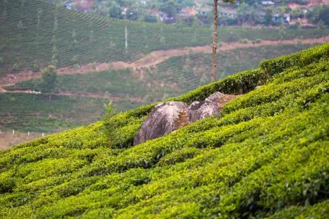 Tea plantations Foto stock