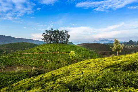 Tea plantations Stock Photos