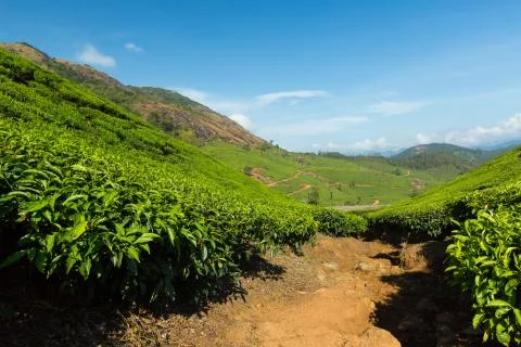Tea plantations Stock Photos
