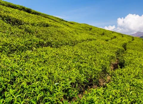 Tea plantations Stock Photos