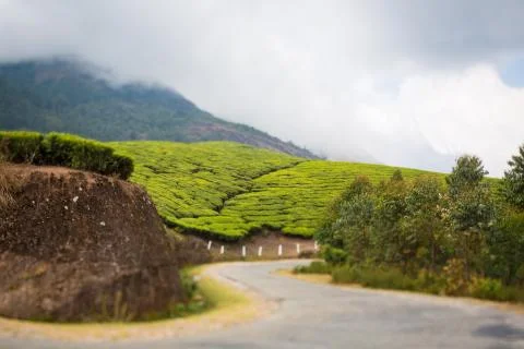 Tea plantations Stock Photos