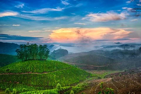 Tea plantations Stock Photos