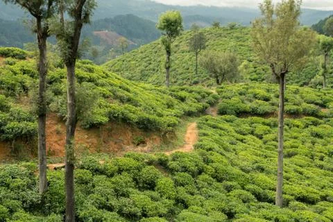Tea plantations. Stock Photos