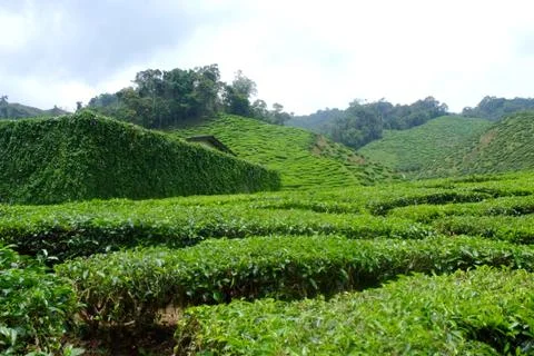 Tea plantations Stock Photos