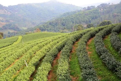 Tea plantations Stock Photos