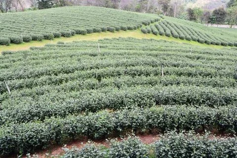 Tea plantations Stock Photos