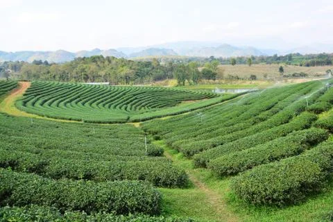 Tea plantations Stock Photos