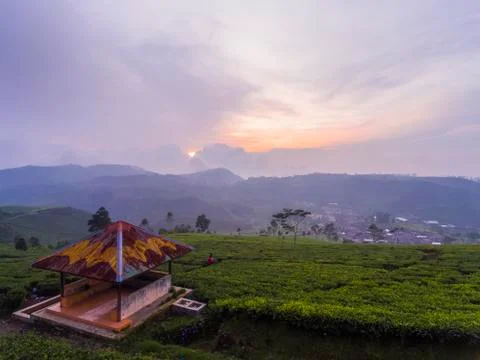 Tea plantations 库存照片