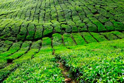 Tea plantations Stock Photos