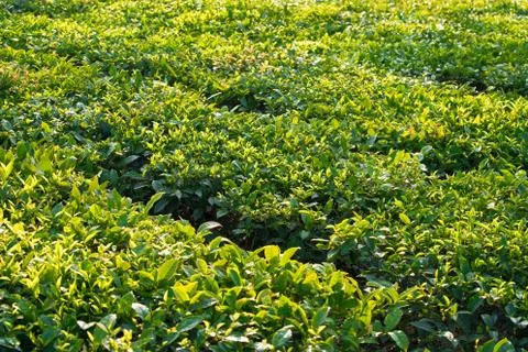 Tea plantations. Stock Photos