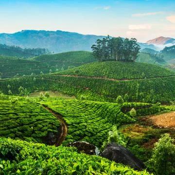 Tea plantations Stock Photos