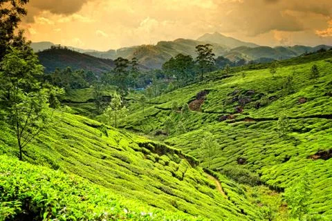 Tea plantations Stock Photos