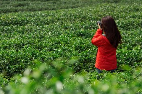 Tea plantations Foto stock