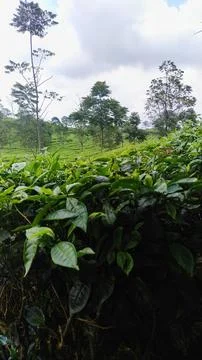 Tea plantations Stock Photos