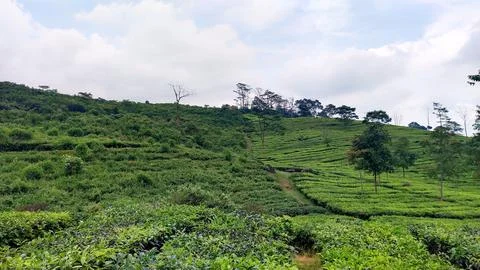 Tea plantations Stock Photos