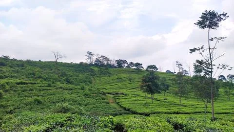 Tea plantations Stock Photos