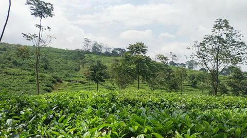 Tea plantations Foto stock