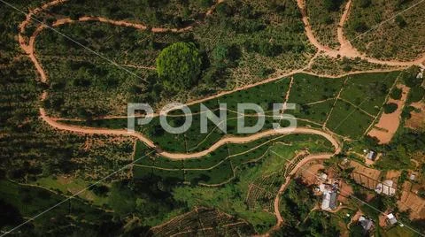 Tea Plantations in Sri Lanka from the height of bird flight Stock Photos