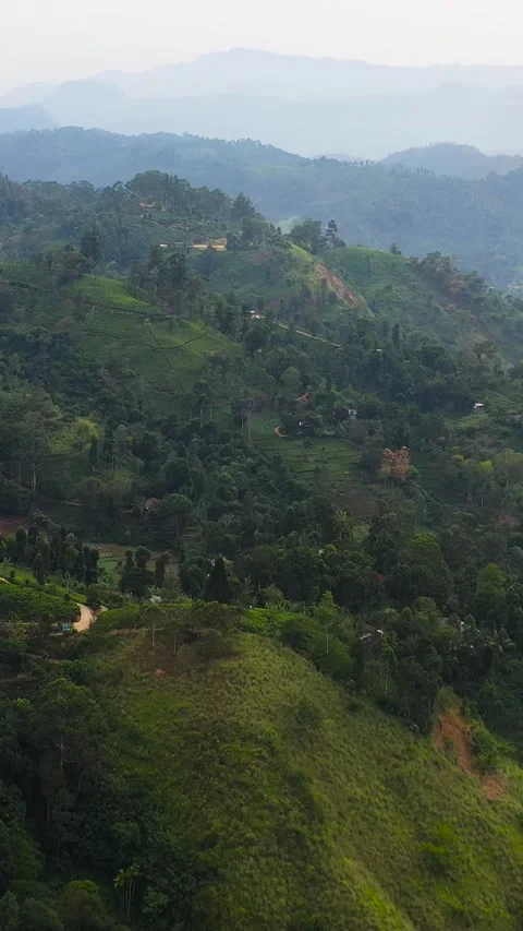 Tea plantations in Sri Lanka. Mountain landscape with tea estate. Stock Footage 252185390