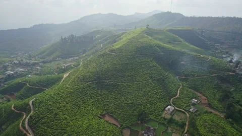 Tea plantations at sunset drone view Video stock 223534144