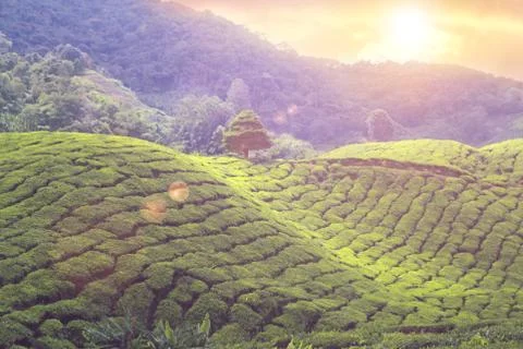 Tea plantations sunset Stock Photos