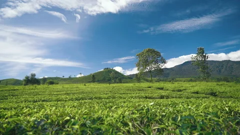 Tea plantations timelapse Video stock 85695912