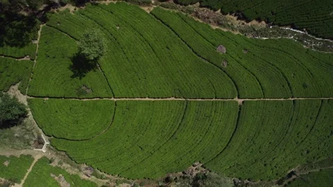 Tea plantations view from the top drone view Stock Footage 224334398