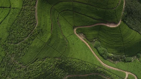 Tea plantations view from the top Video stock 223534825
