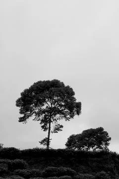 Tea-planted tree 写真素材