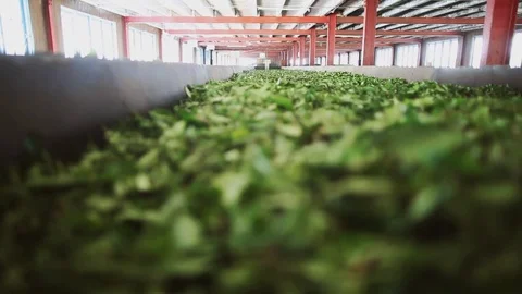Tea plants close-up of green tea leaves in Sri Lanka Stock Footage 80423428